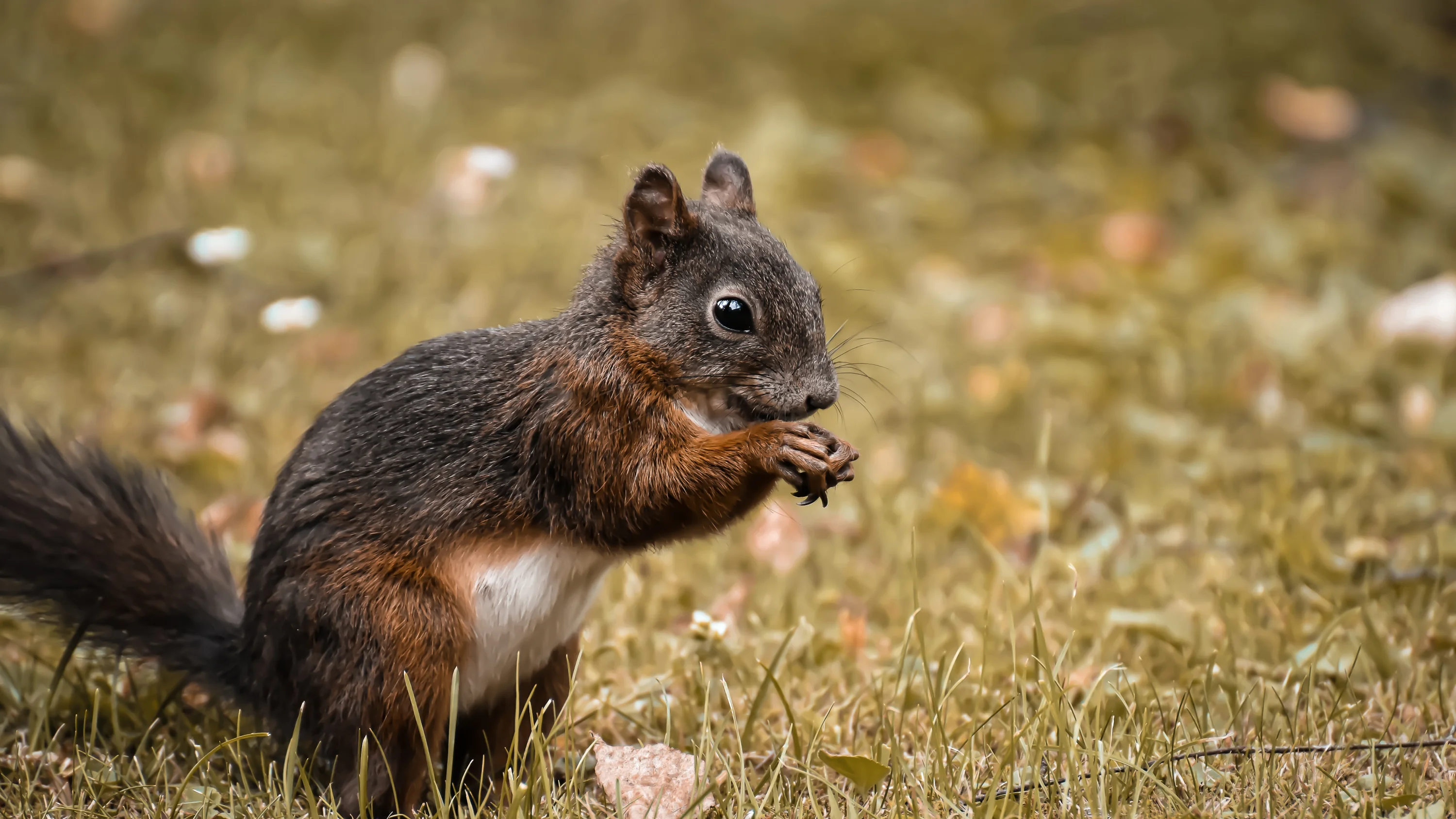 alexas_fotos-squirrel-5158715.jpg