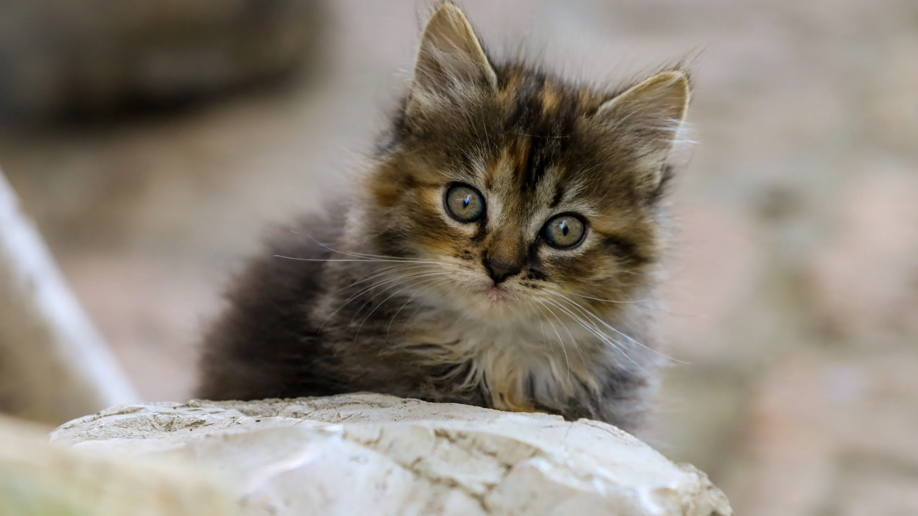 ilonaburschl-cat-9734651.jpg
