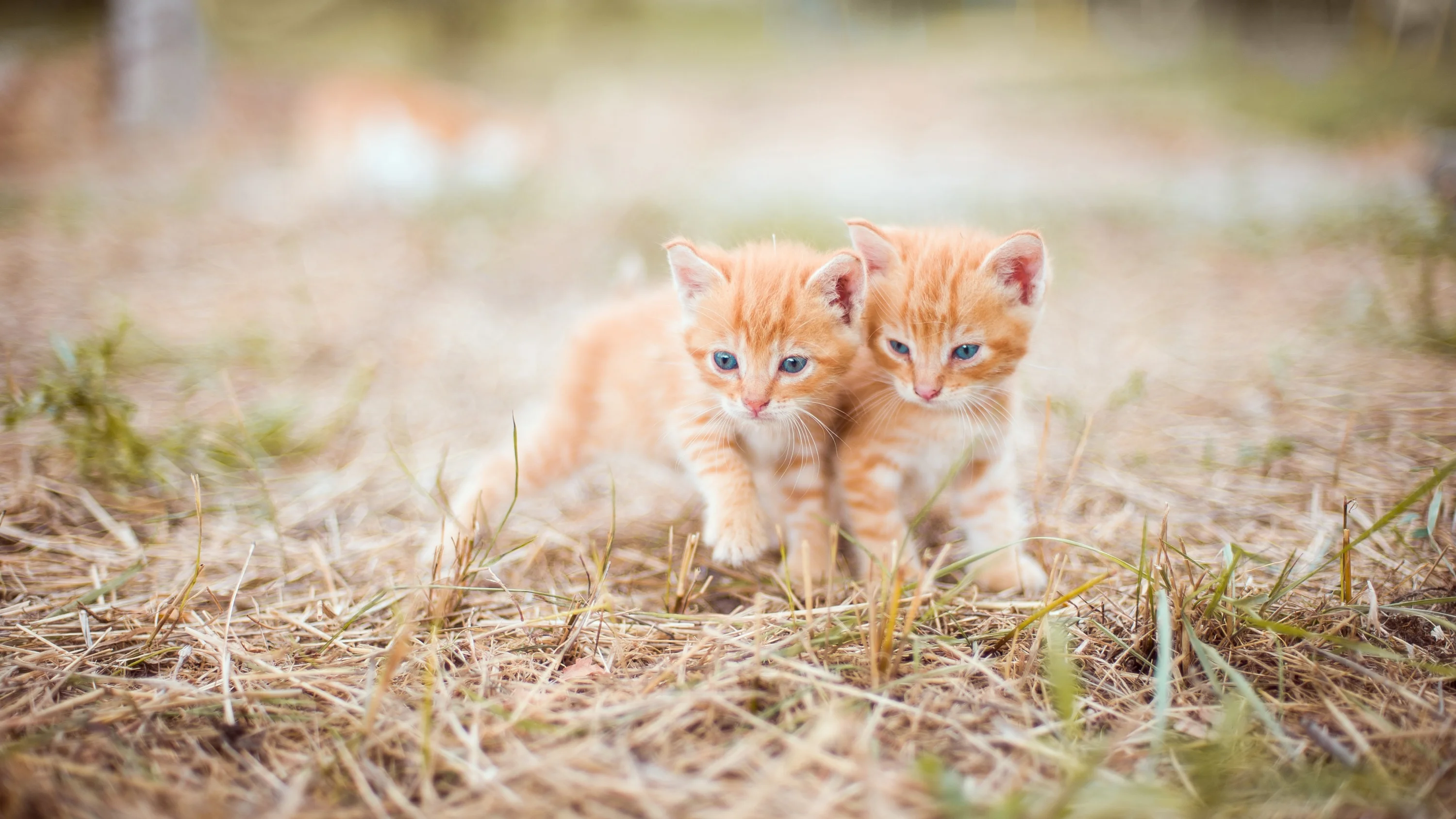 olgaozik-kitten-4018756.jpg