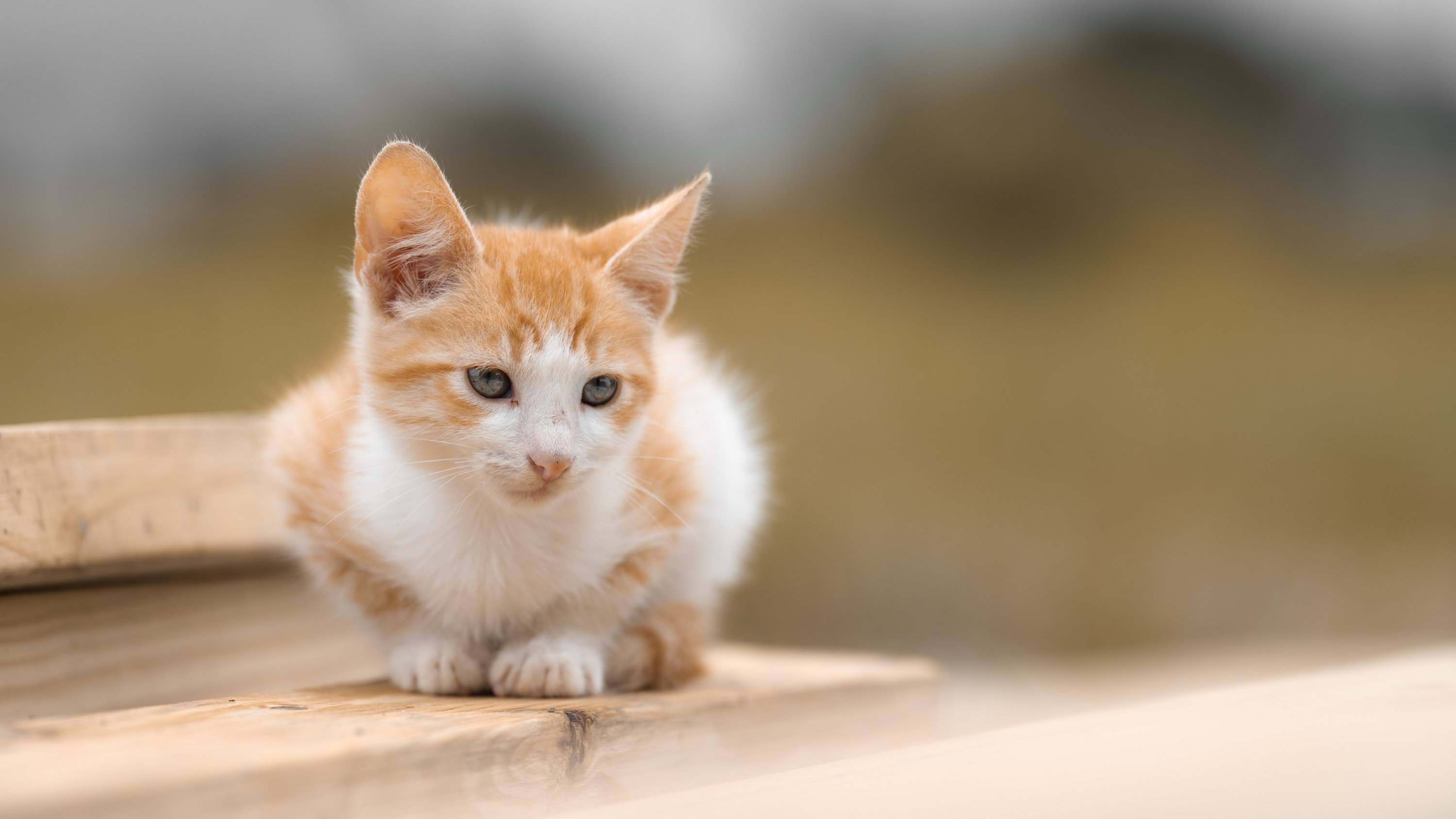 ronaldplett-kitten-10047295.jpg